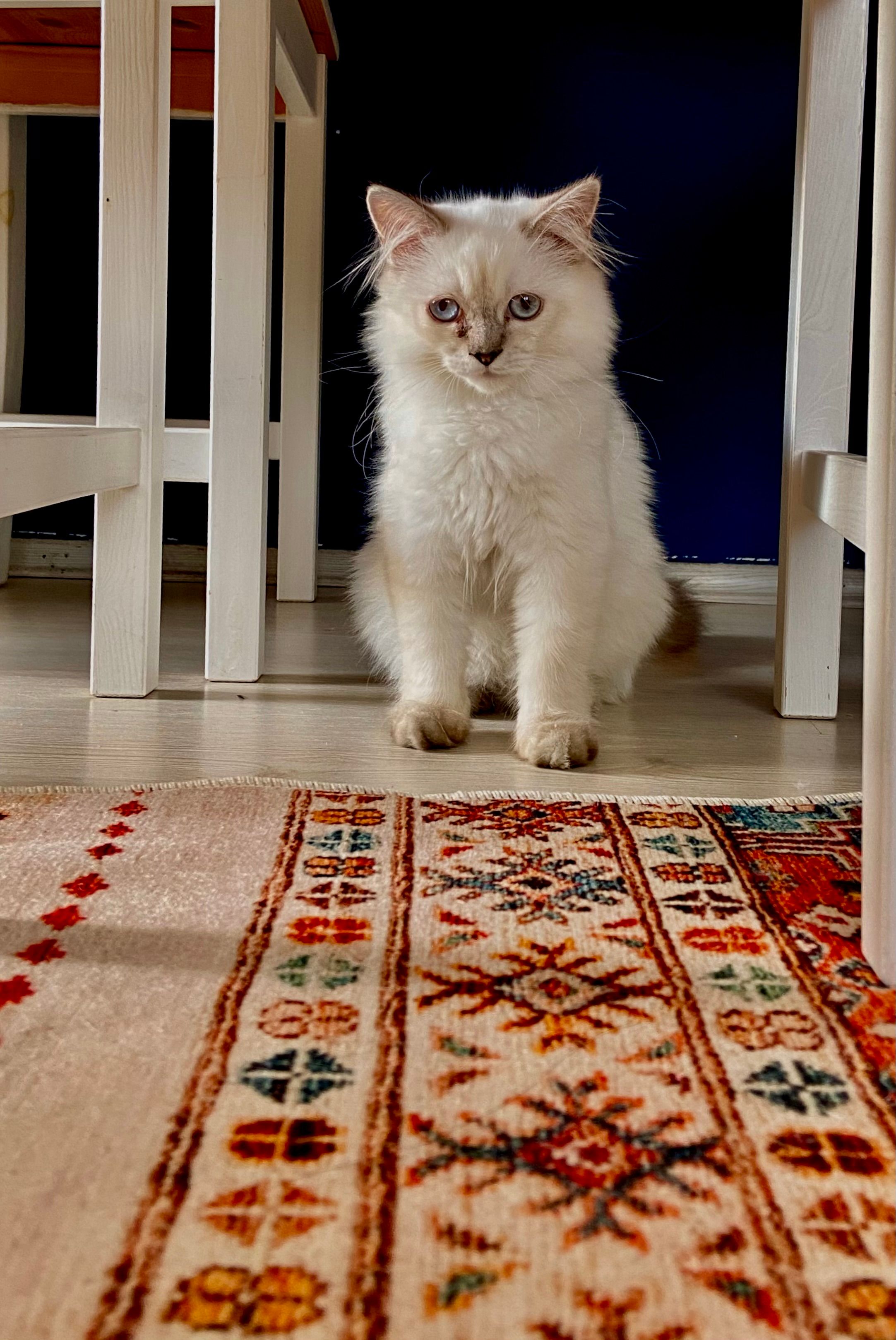 Adorable fluffy white kitten sitting indoors, framed by chairs on a vibrant patterned rug.