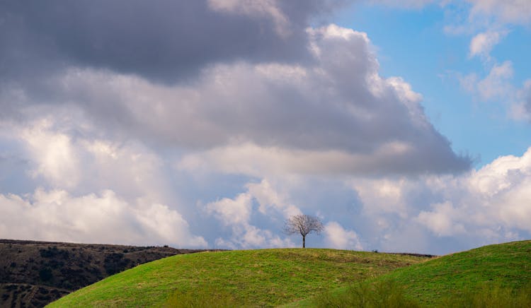 A Tree On A Green Hill 