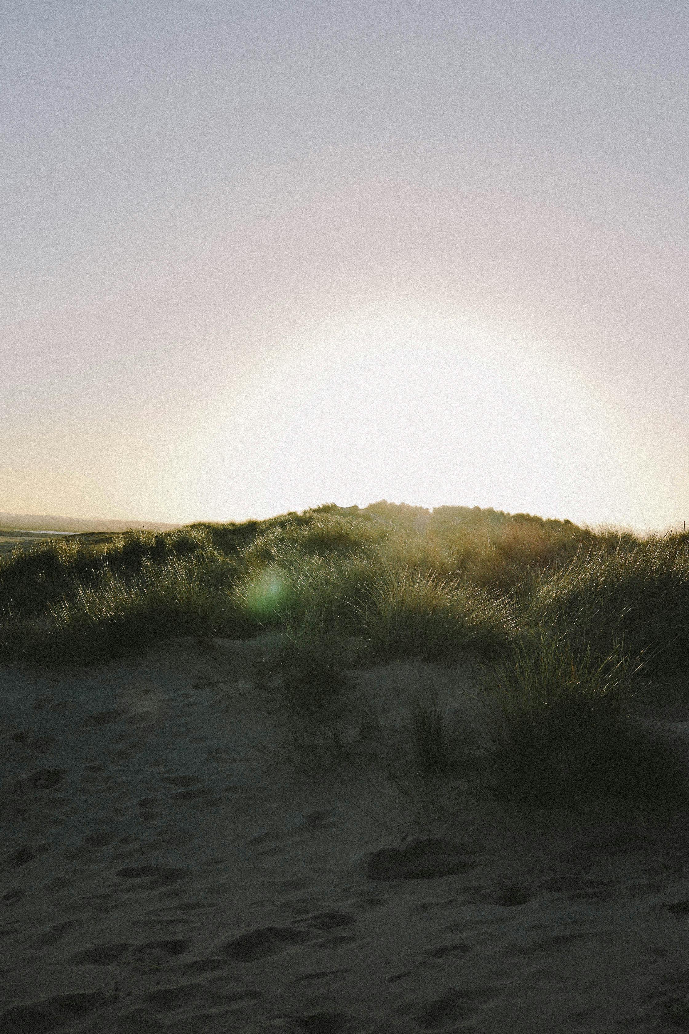 Sunlight behind Grass on Dune · Free Stock Photo