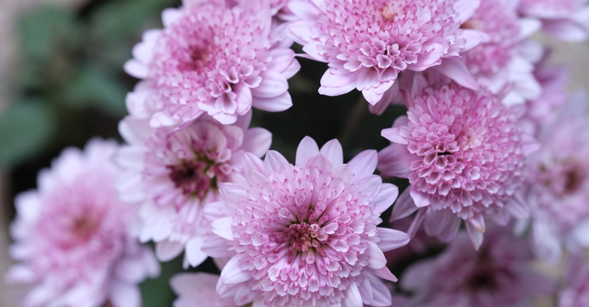 Chrysanthème : Guide Culture et Variétés 2026