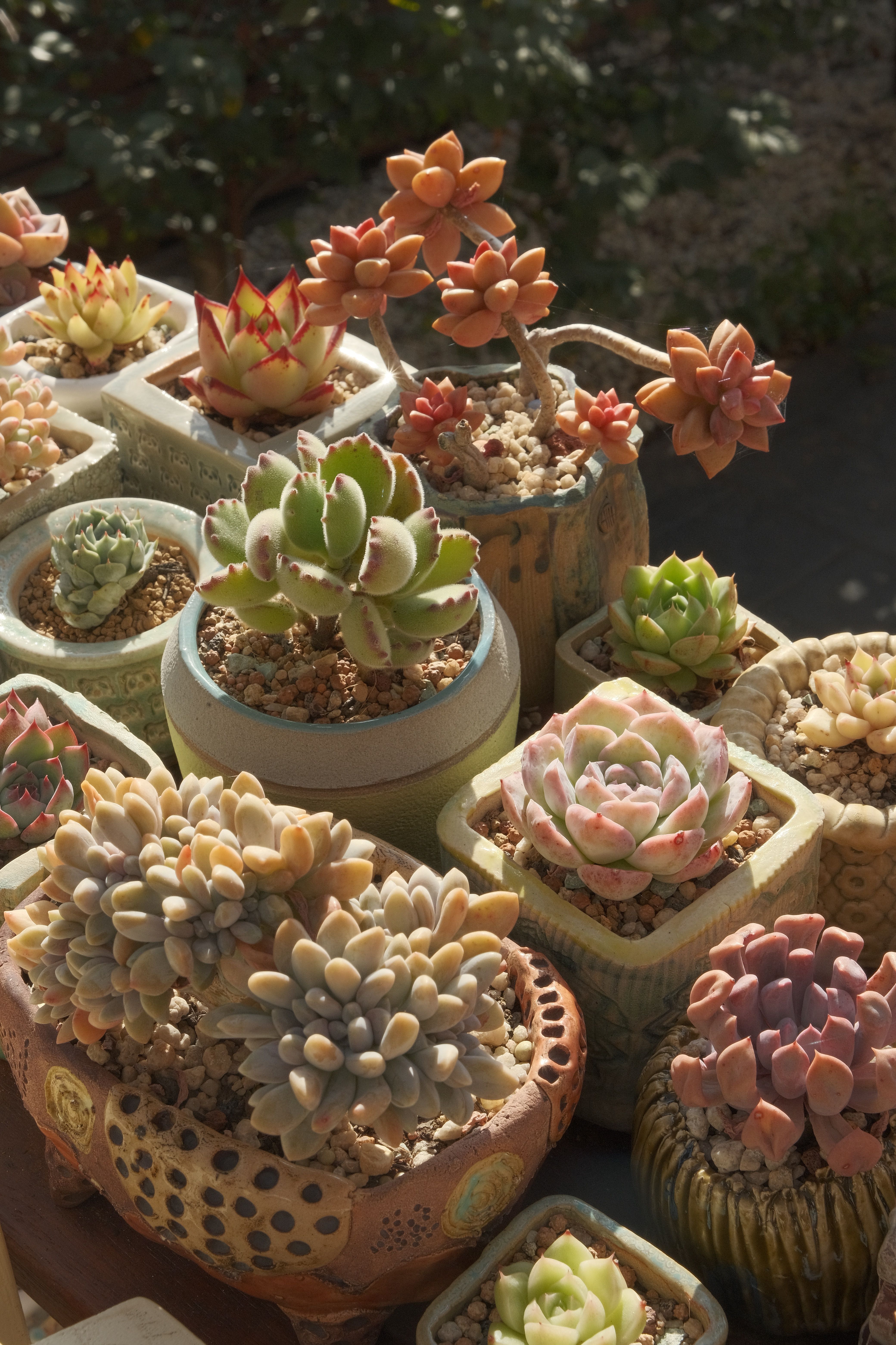 Succulents in Flower Pot on Windowsill  Free Stock Photo