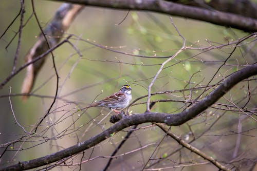 Sparrow on Branches