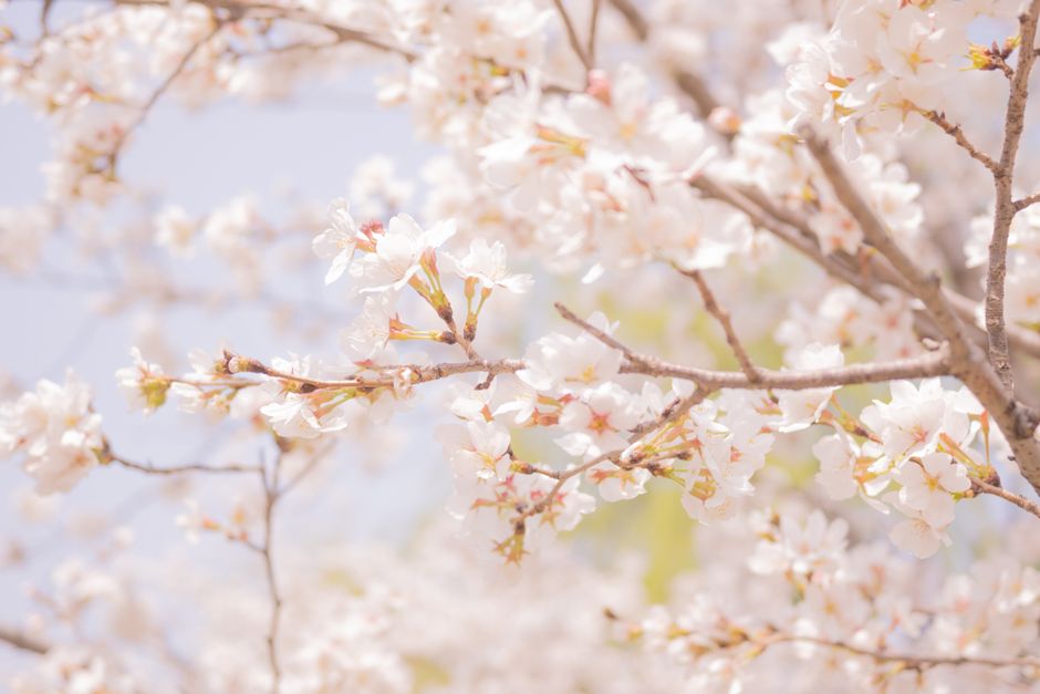 春の優しい本質を強調する白い桜の花の美しいクローズアップ。