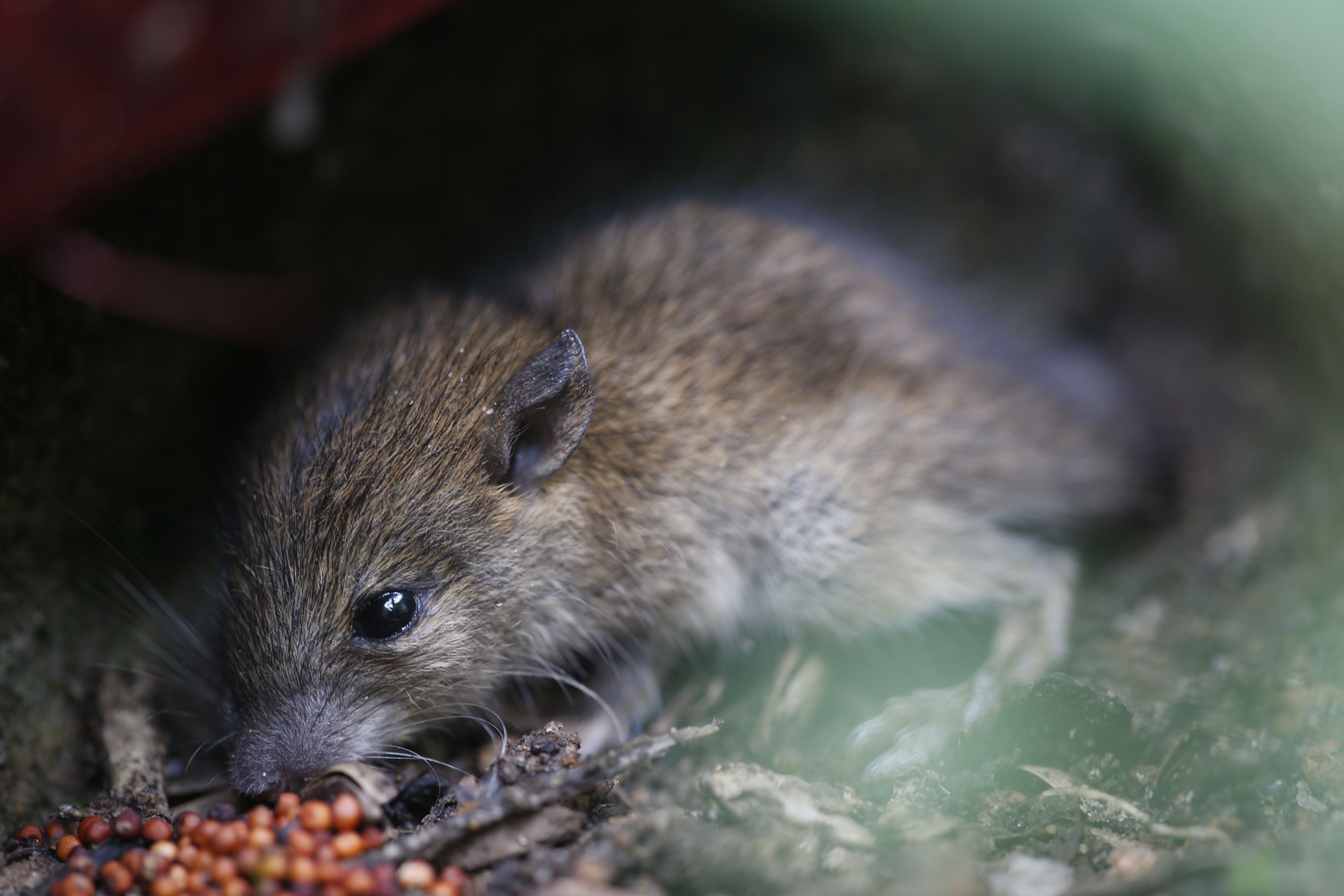 Venezuela confirms 3 hantavirus deaths, 2 more suspected