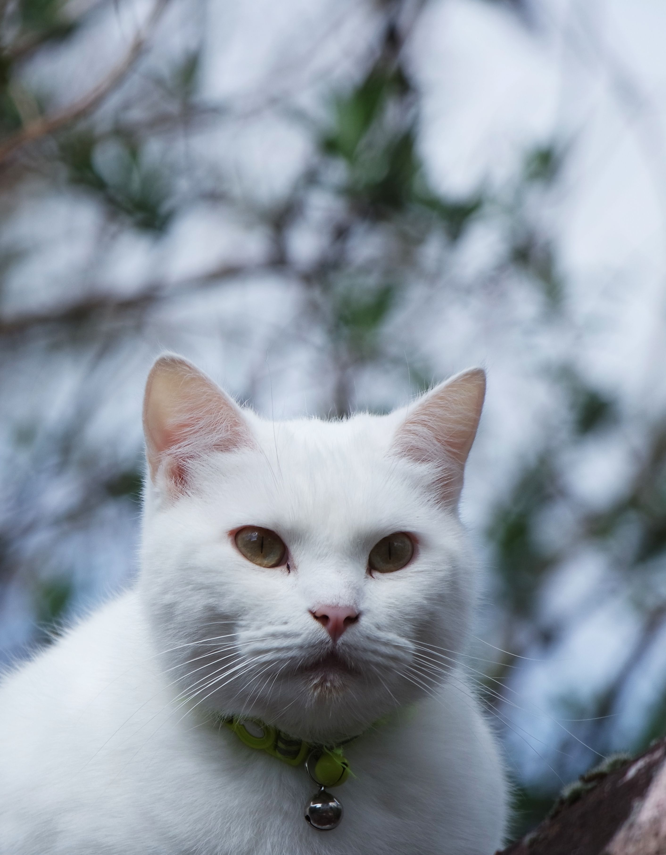 Close up of White Cat · Free Stock Photo