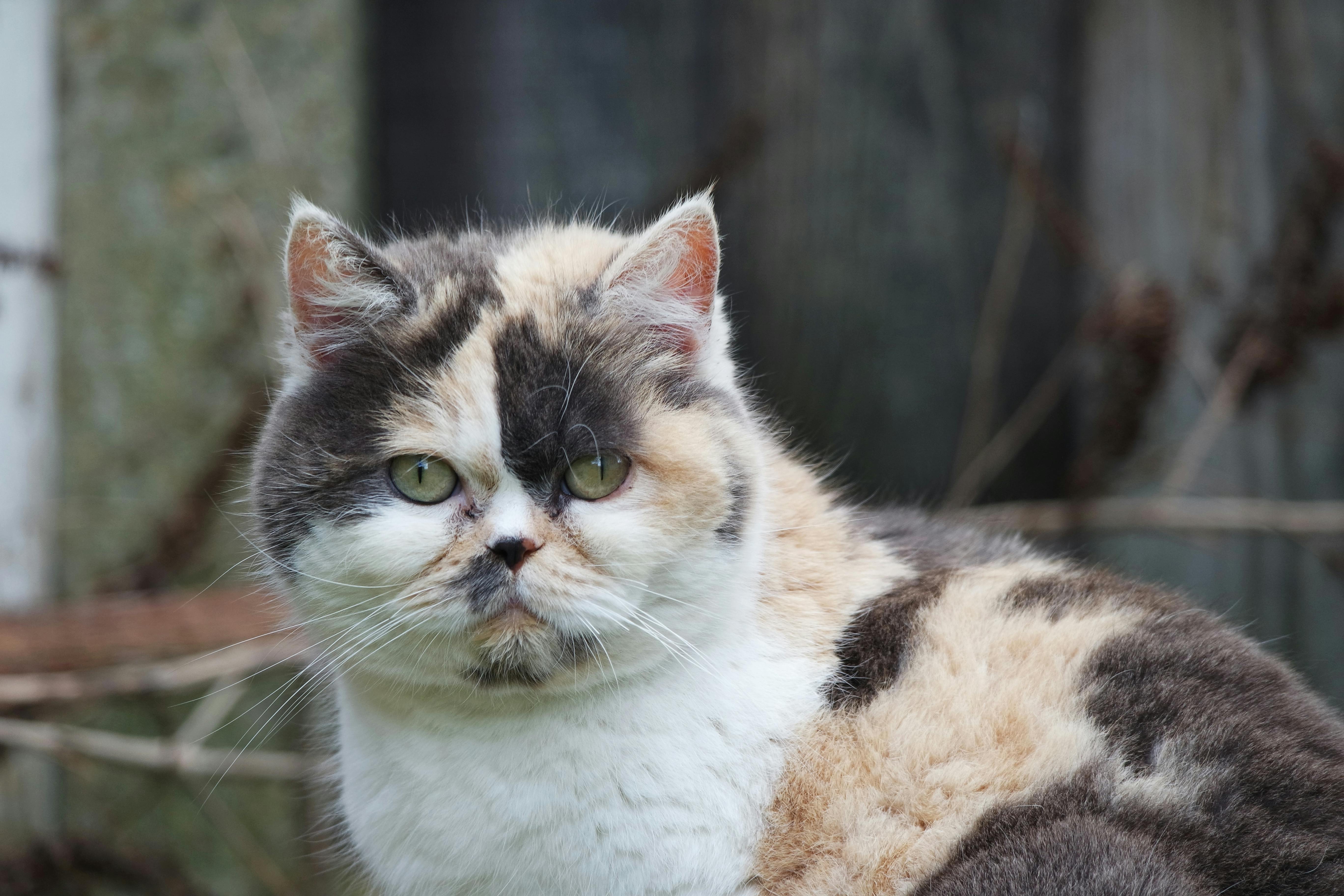 Exotic Shorthair — persanul leneș cu față plată