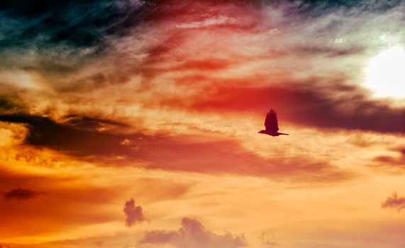 A breathtaking sunset with vibrant colors and a bird silhouette soaring through the vivid sky.