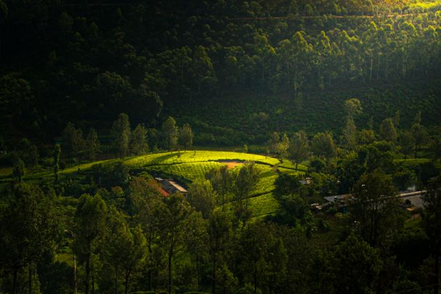 Train journey through tea estates in hill country
