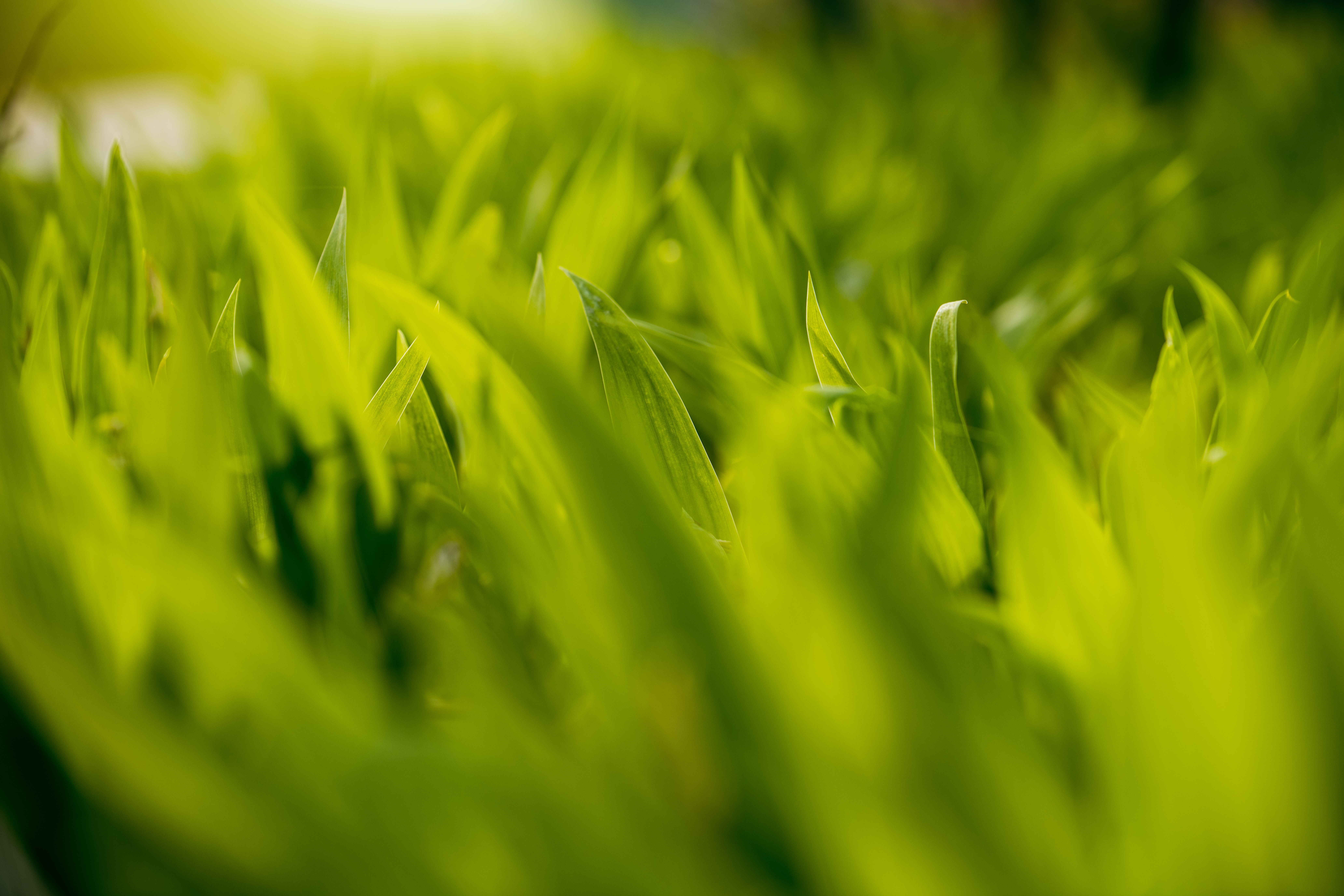 Close up of Grass · Free Stock Photo