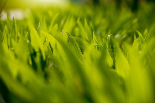 Free Vibrant green leaves captured in close-up under bright sunlight, showcasing nature's beauty. Stock Photo