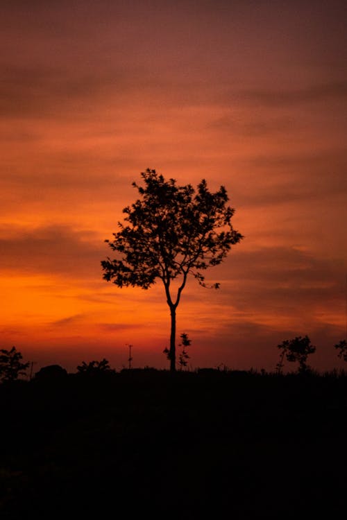Silhouette of a Lonely Tree During Sunset 