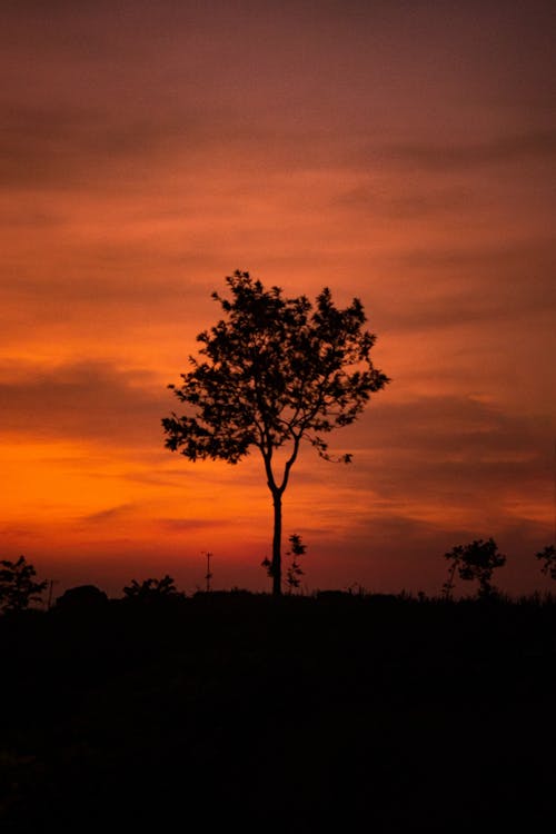 Free Silhouette of a Lonely Tree During Sunset  Stock Photo