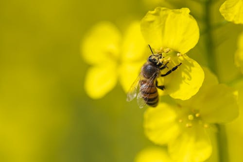 Bee on Yellow Flowers