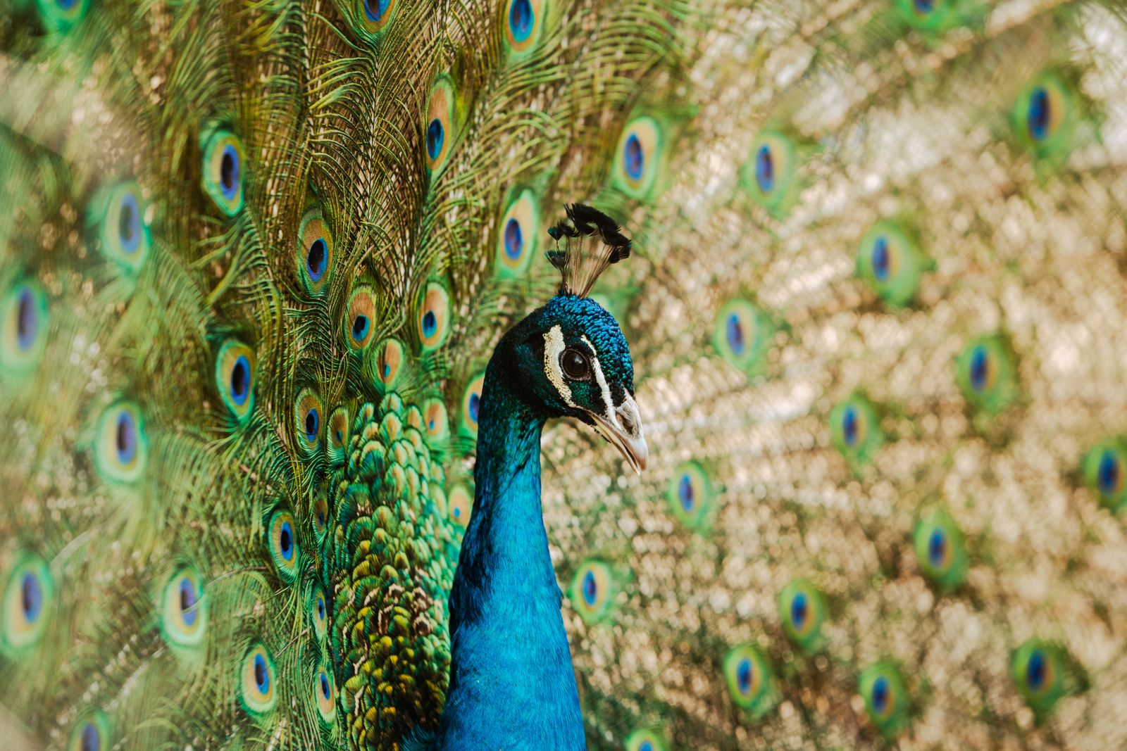 Laptop Wallpaper Peacock Feather Photos, Download The BEST Free Laptop