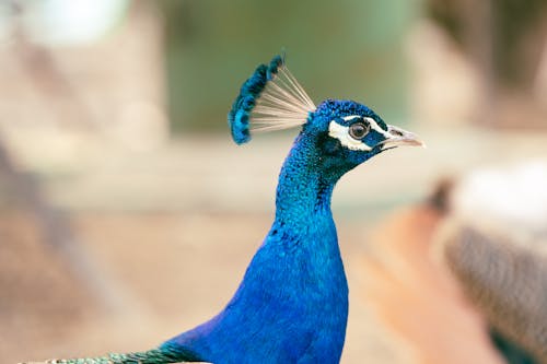 Close up of Peacock