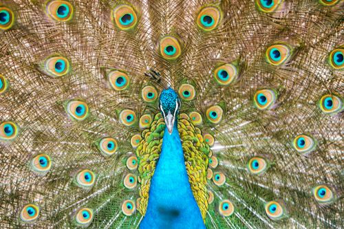 Free A stunning close-up of a peacock showcasing its vibrant, colorful feathers and intricate plumage. Stock Photo