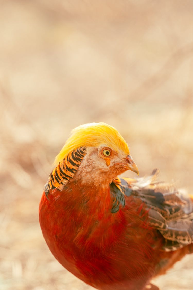 Close Up Of Pheasant