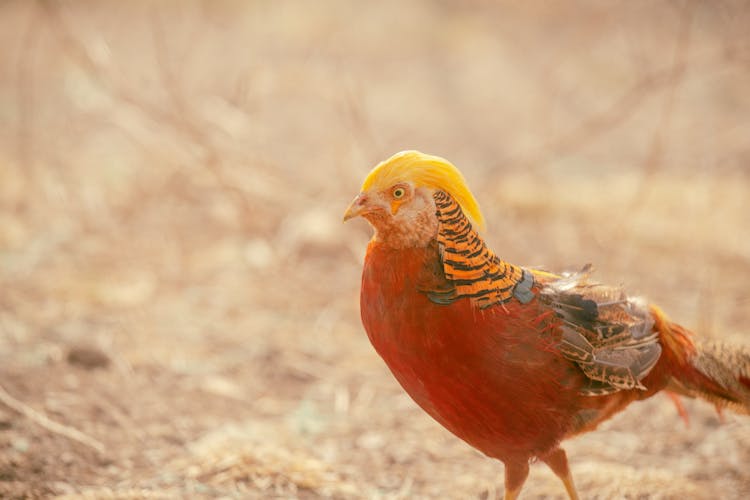 Close Up Of Pheasant