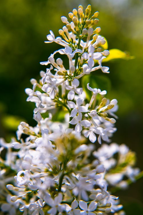 Free Detailed shot of white lilac flowers in full bloom against a lush green background. Stock Photo
