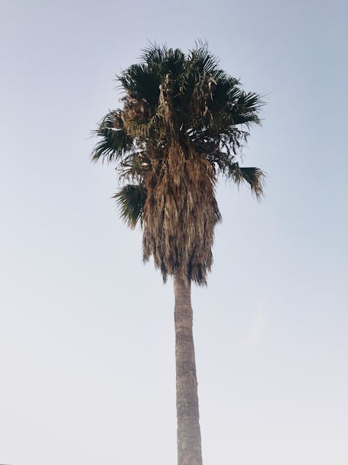 Lonely Palm in Front of Cloudy Sky 