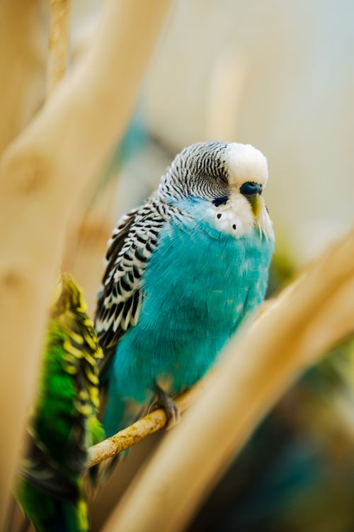 Free Bright blue parakeet perched on a branch, showcasing detailed feathers in a natural setting. Stock Photo