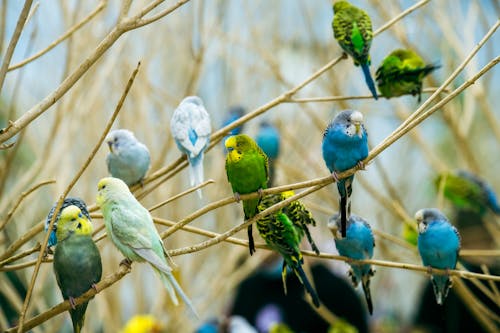 Foto stok gratis alam, bertengger, burung beo