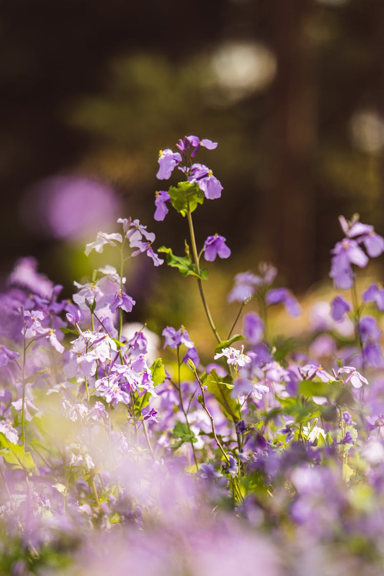 Close Up Of Purple Flowers