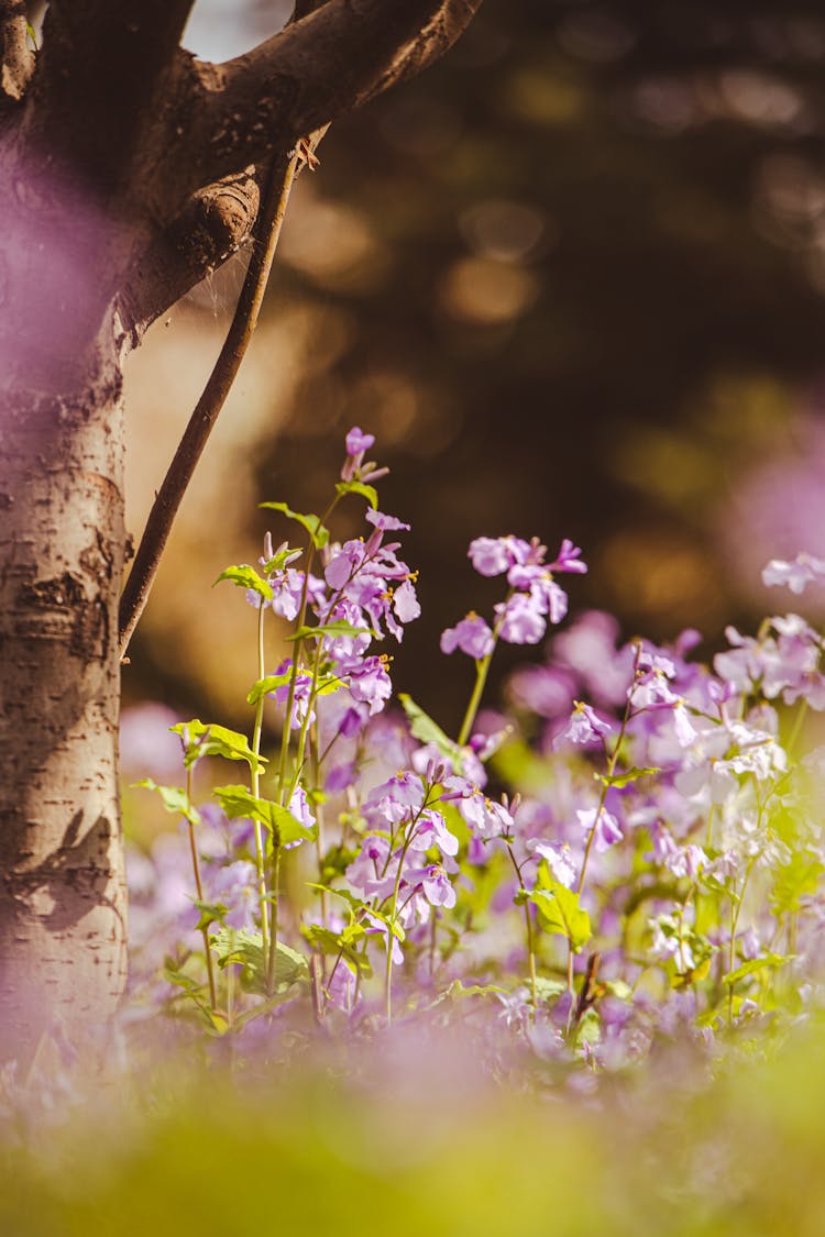 Close Up Of Purple Flowers