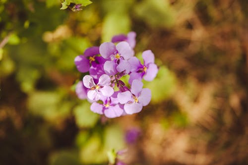 Gratis stockfoto met bloemblaadjes, bloemen, bovenaanzicht