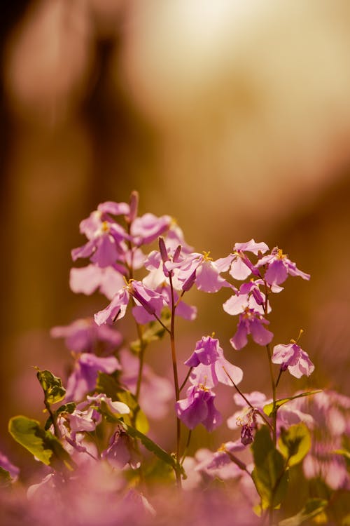 Close up of Purple Flowers