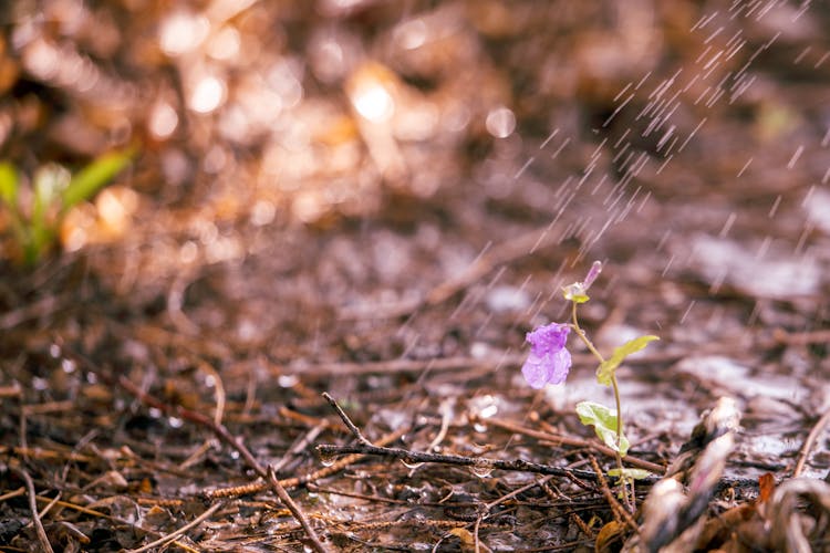 Close Up Of Watering Flower On Ground