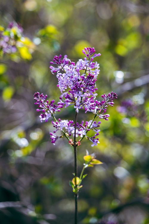 Free A delicate lilac flower in full bloom, showcasing its vibrant purple hues against a natural backdrop. Stock Photo