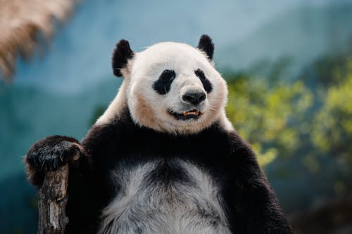 Fotobanka s bezplatnými fotkami na tému medveď, panda, selektívne zaostrenie