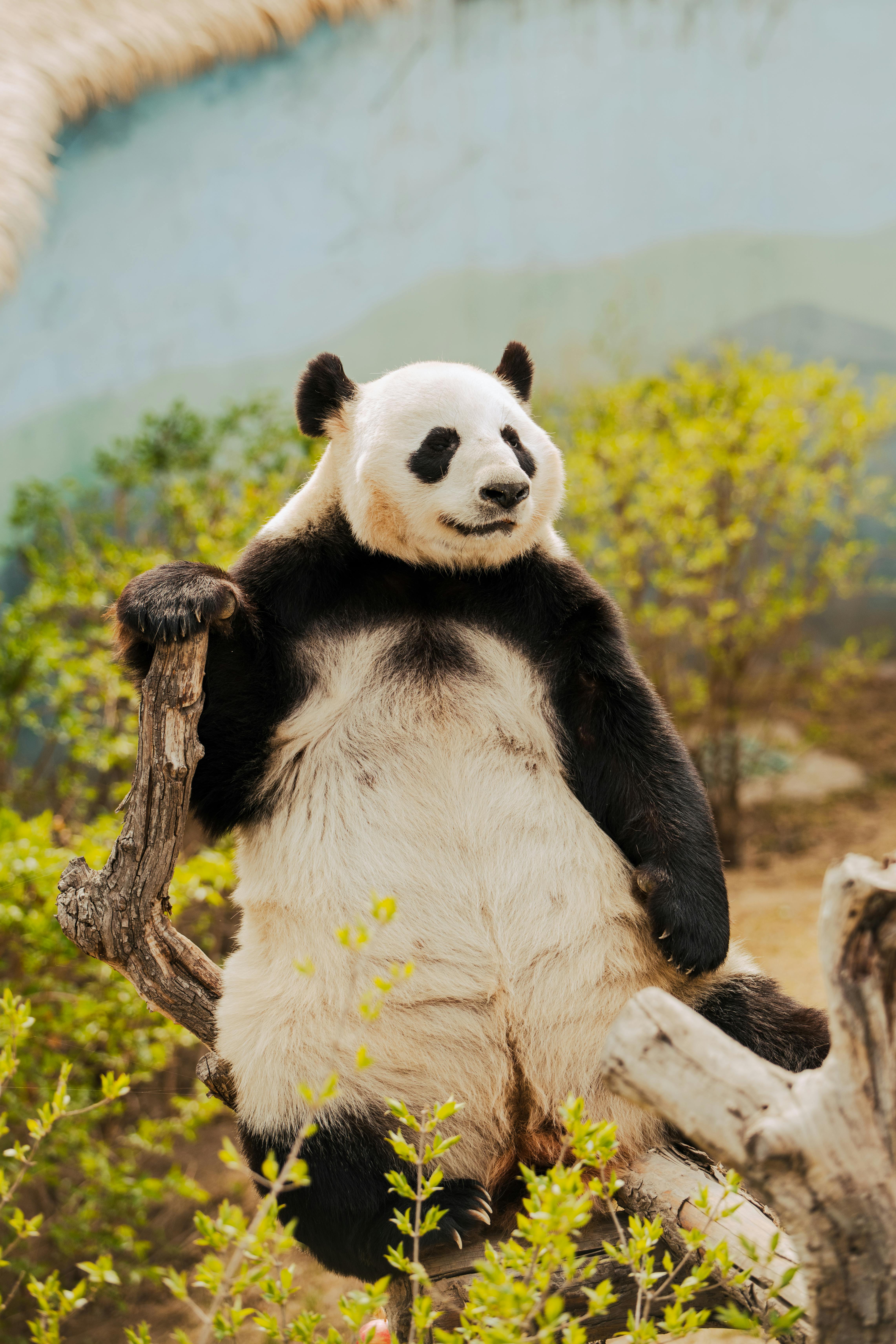 panda sitting on branch