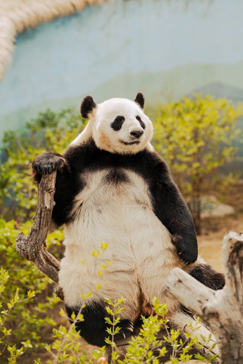 Fotobanka s bezplatnými fotkami na tému medveď, panda, príroda