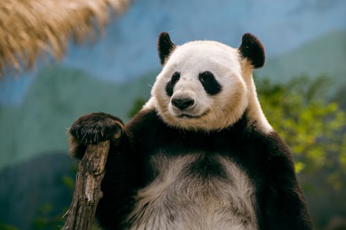 Fotobanka s bezplatnými fotkami na tému medveď, na zvislo, panda
