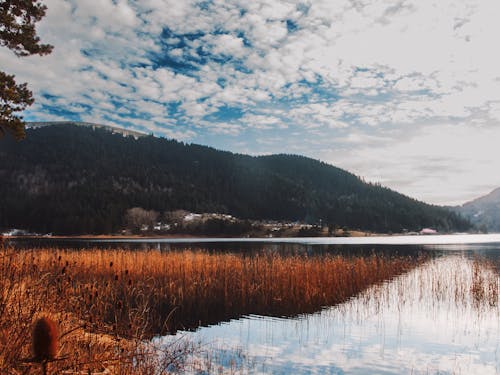 Základová fotografie zdarma na téma jezero, kopec, les