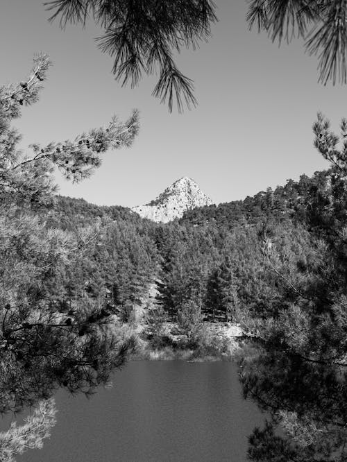 Trees around Lake in Black and White