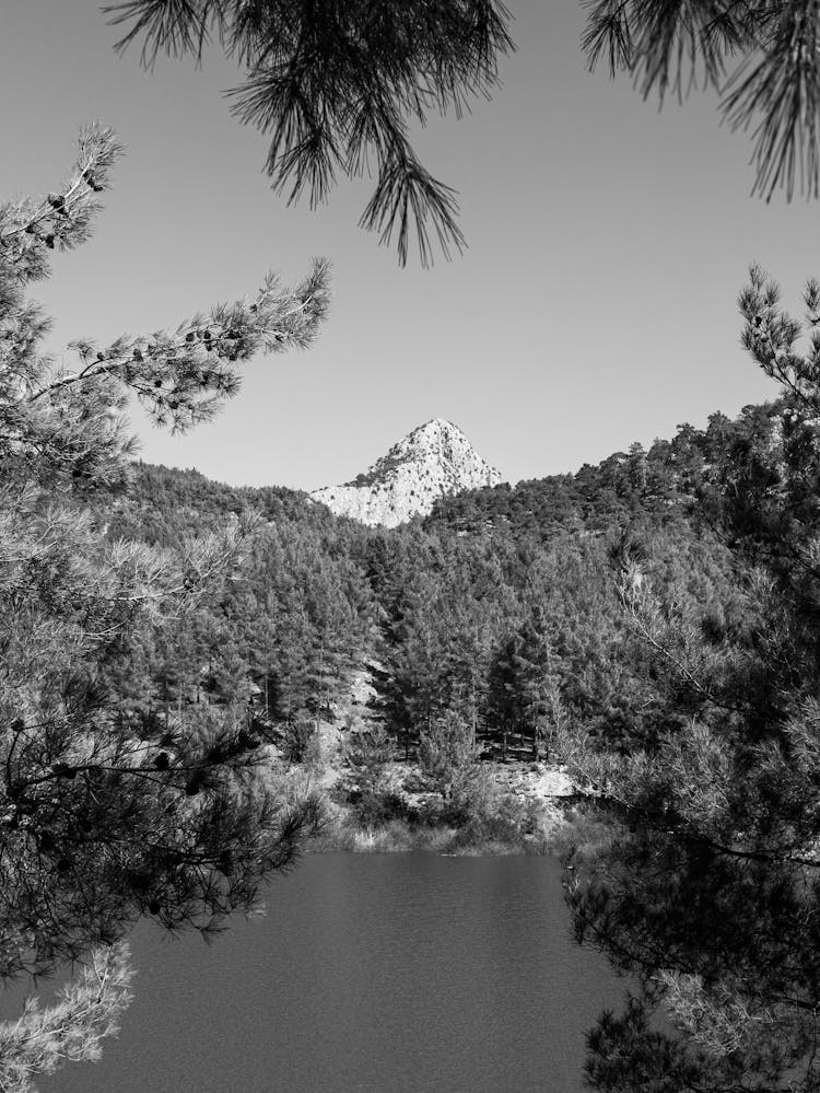 Trees Around Lake In Black And White