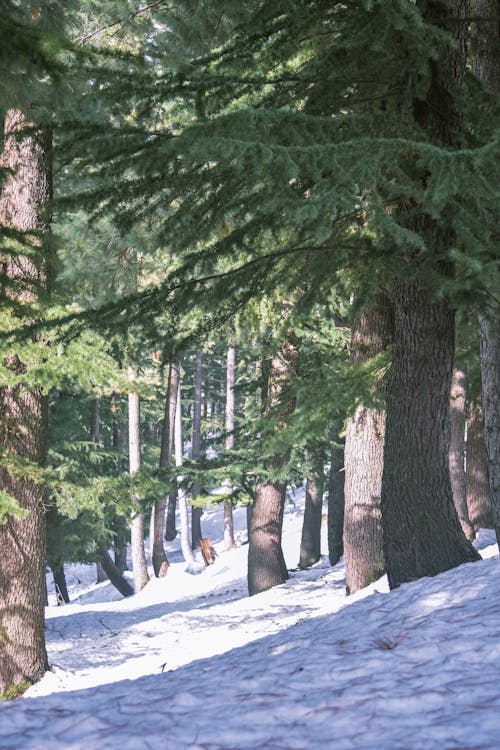 Snow Lying on the Ground between Coniferous Trees in a Forest