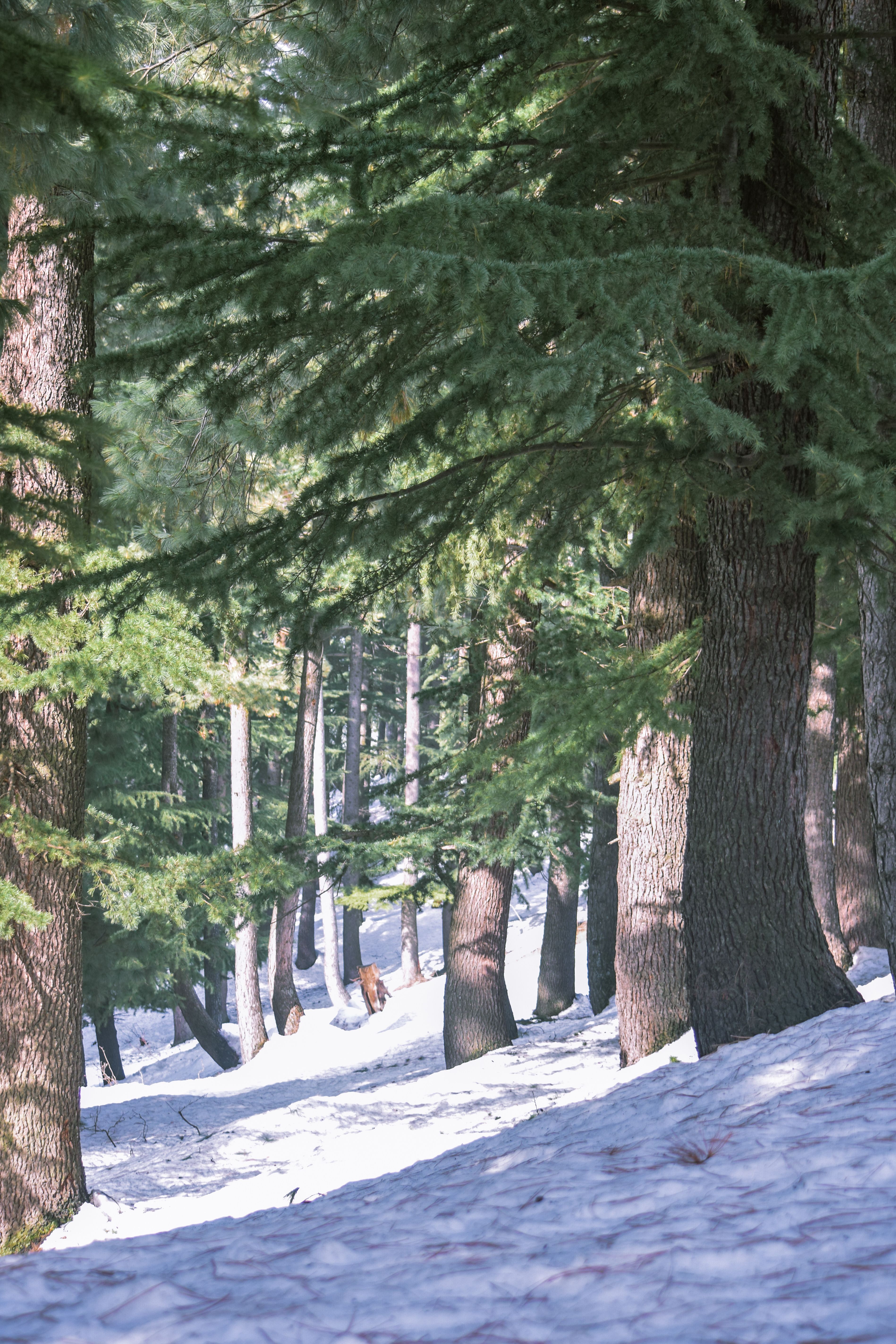 Snow Lying on the Ground between Coniferous Trees in a Forest · Free ...