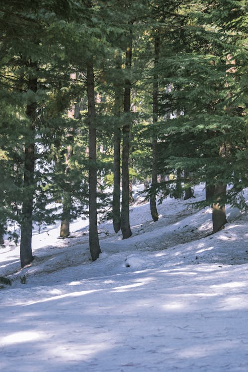 Snow Lying on the Ground between Coniferous Trees in a Forest