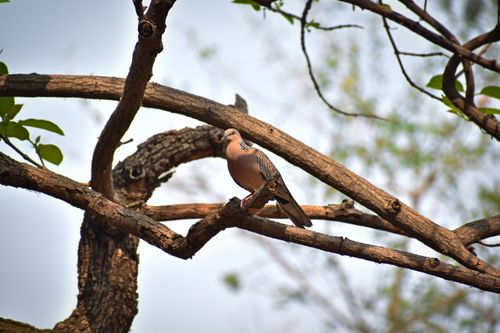 Free Turtle dove perched on a tree branch in Bankura, India, showcasing natural beauty. Stock Photo