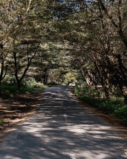 Δωρεάν στοκ φωτογραφιών με δασικός, δέντρα, δέντρο σήραγγας