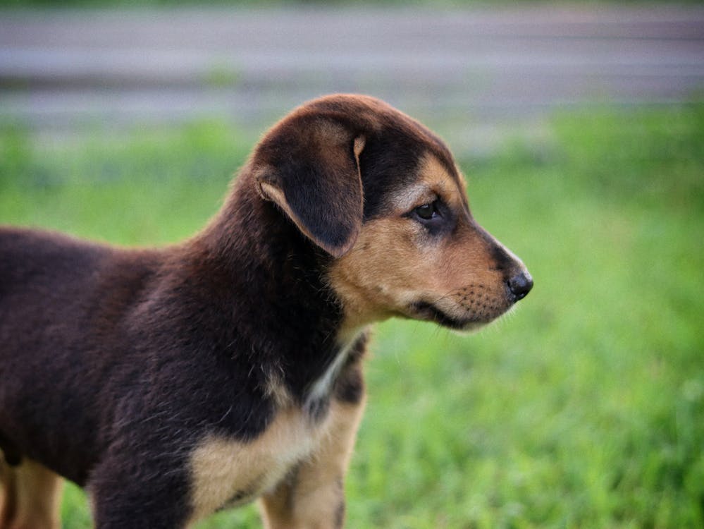 Evcil Hayvan, hayvan, köpek içeren Ücretsiz stok fotoğraf