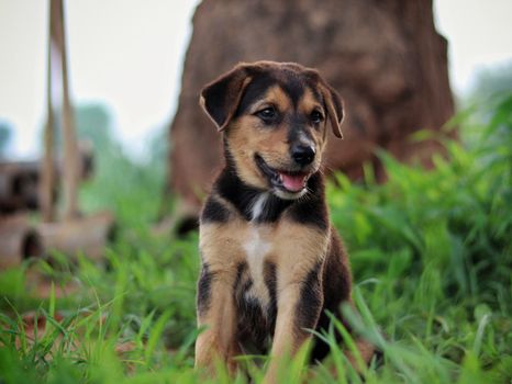Free stock photo of animal, canine, cute