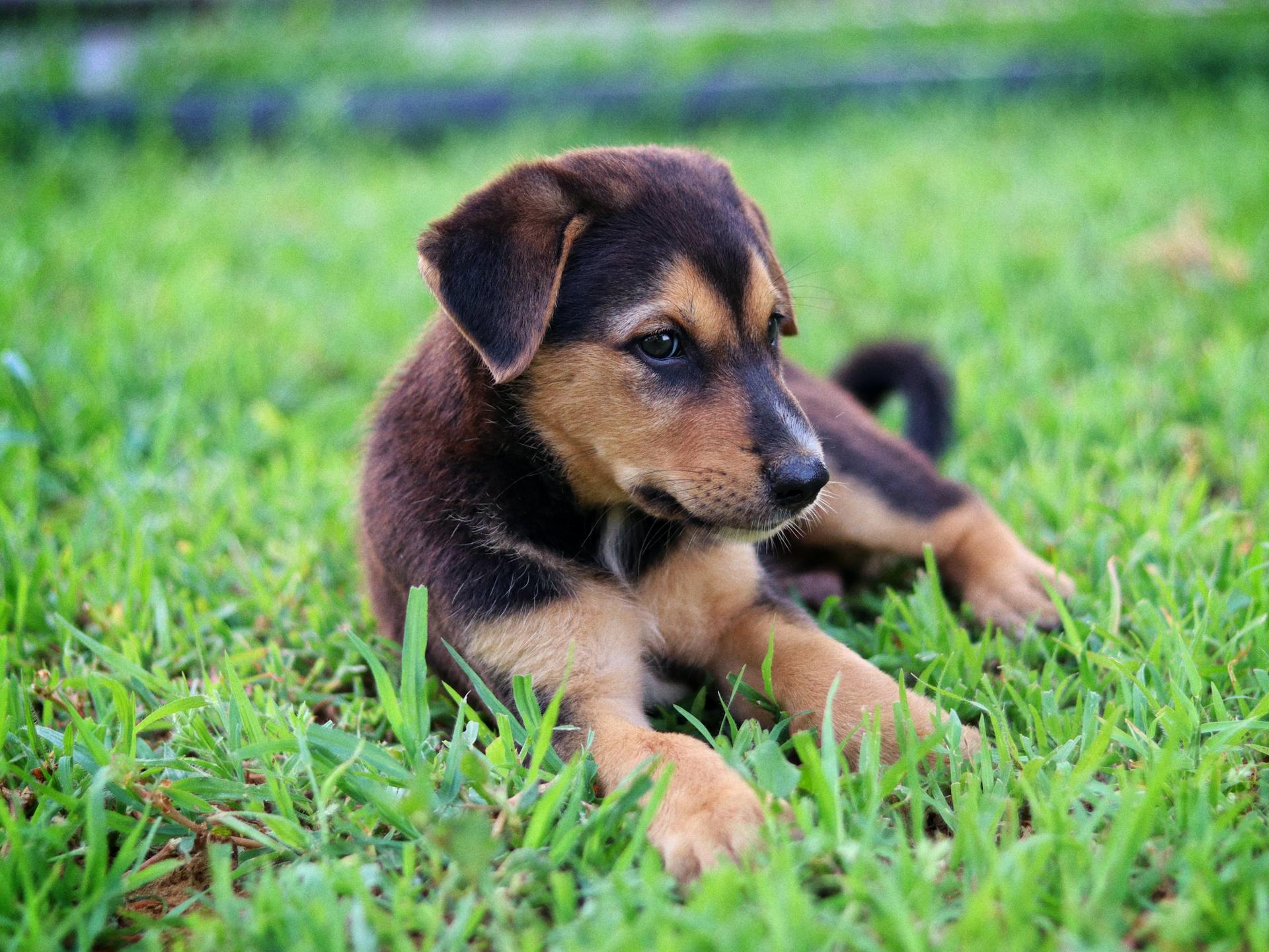 Un chiot mignon couché dans l'herbe