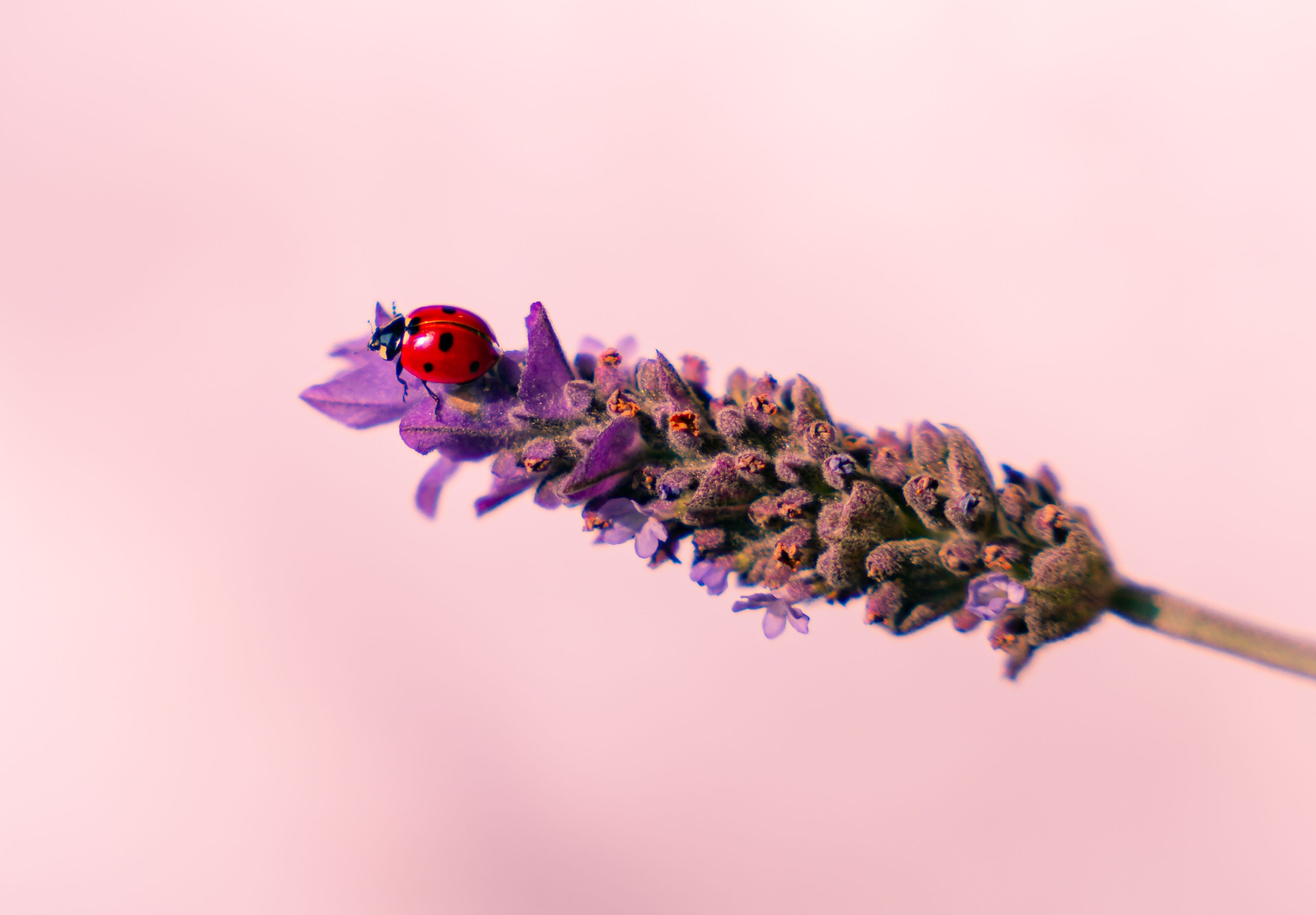 Detailed close-up photo of a ladybug on a lavender flower on a pastel background.