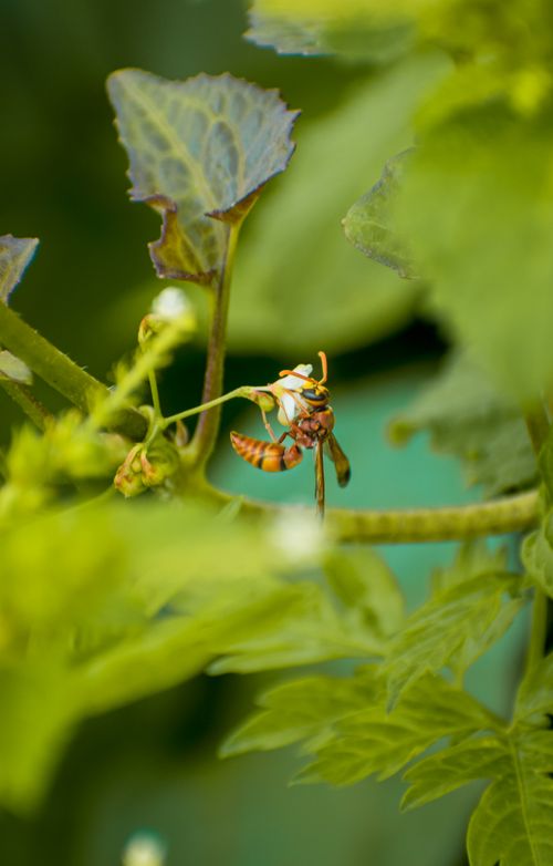 Free Detailed capture of a wasp on lush green leaves in Palakkad, India. Stock Photo