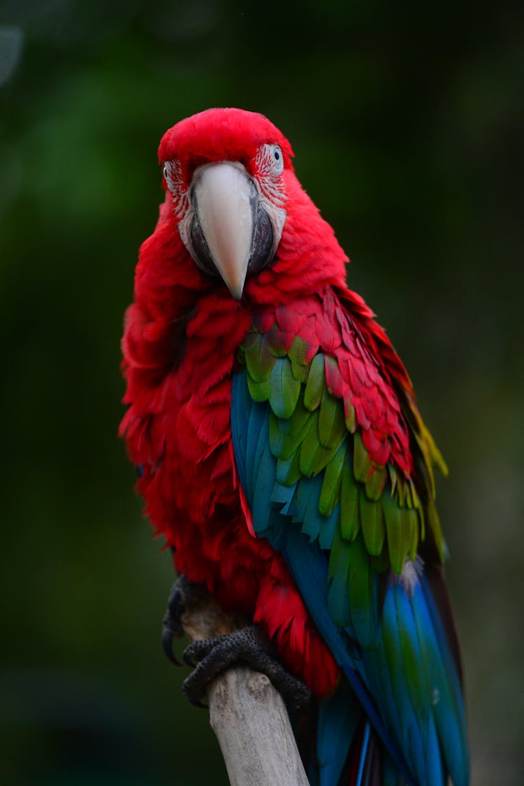 Close Up Of Macaw Parrot